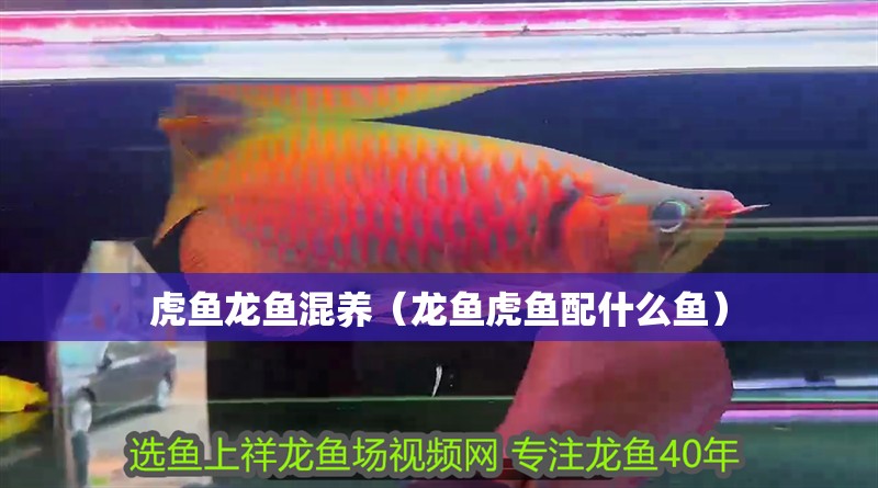 虎魚龍魚混養（龍魚虎魚配什么魚）