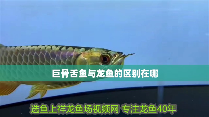 巨骨舌魚與龍魚的區(qū)別在哪 龍魚百科 巨骨舌魚與龍魚的區(qū)別在哪 巨骨舌魚與龍魚的區(qū)別在哪 龍魚百科