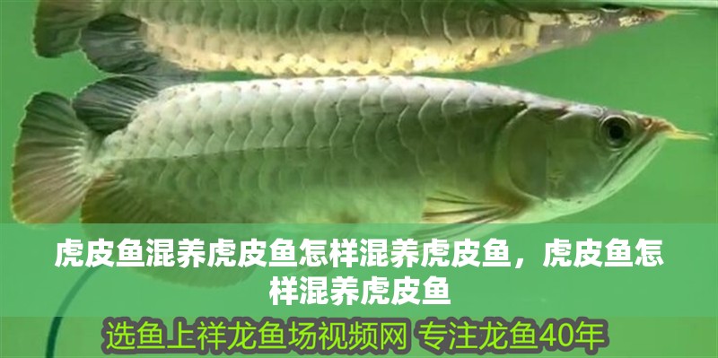 虎皮魚混養虎皮魚怎樣混養虎皮魚，虎皮魚怎樣混養虎皮魚 虎皮魚混養虎皮魚怎樣混養虎皮魚，虎皮魚怎樣混養虎皮魚 虎魚百科