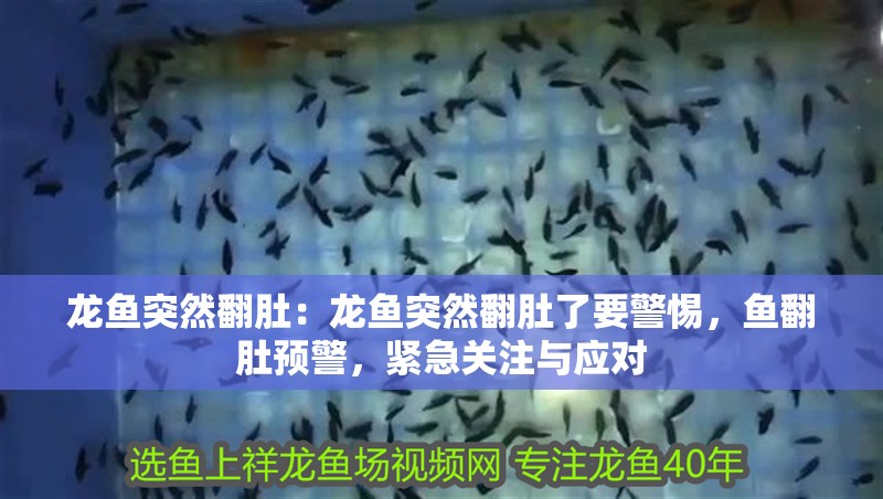 龍魚突然翻肚：龍魚突然翻肚了要警惕，魚翻肚預(yù)警，緊急關(guān)注與應(yīng)對