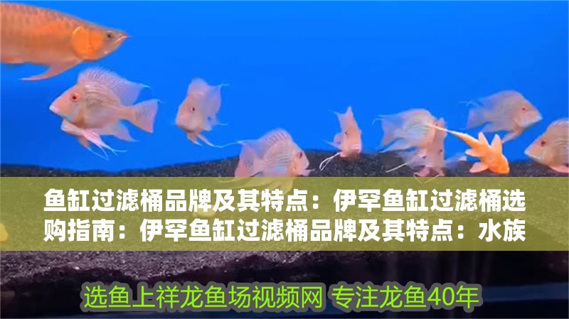 魚缸過濾器選購指南:自制魚缸過濾器魚缸上置過濾器對于養魚愛好者的必備知識 魚缸過濾桶品牌及其特點:伊罕魚缸過濾桶選購指南:伊罕魚缸過濾桶品牌及其特點:水族過濾技術的發展歷程 魚缸百科 魚缸過濾桶品牌及其特點:伊罕魚缸過濾桶選購指南:伊罕魚缸過濾桶品牌及其特點:水族過濾技術的發展歷程 魚缸過濾桶品牌及其特點:伊罕魚缸過濾桶選購指南:伊罕魚缸過濾桶品牌及其特點:水族過濾技術的發展歷程 魚缸百科