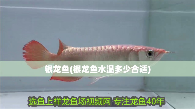 銀龍魚(yú)(銀龍魚(yú)水溫多少合適)