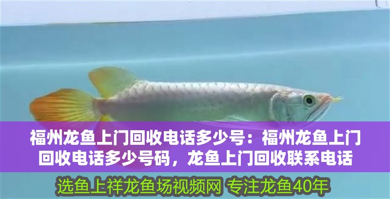 福州龍魚上門回收電話多少號：福州龍魚上門回收電話多少號碼，龍魚上門回收聯(lián)系電話