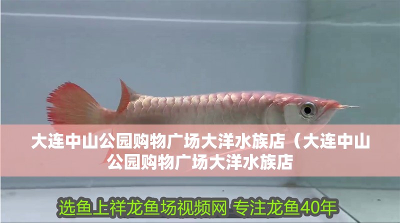 大連中山公園購物廣場大洋水族店(大連中山公園購物廣場大洋水族店 全國水族館企業名錄 第2張 大連中山公園購物廣場大洋水族店(大連中山公園購物廣場大洋水族店 大連中山公園購物廣場大洋水族店(大連中山公園購物廣場大洋水族店 全國水族館企業名錄 第2張