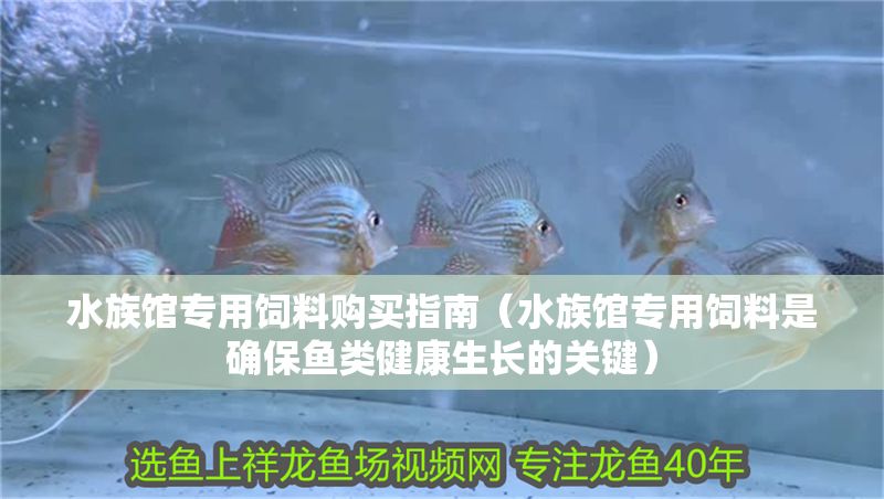 水族館專用飼料購買指南（水族館專用飼料是確保魚類健康生長的關(guān)鍵）