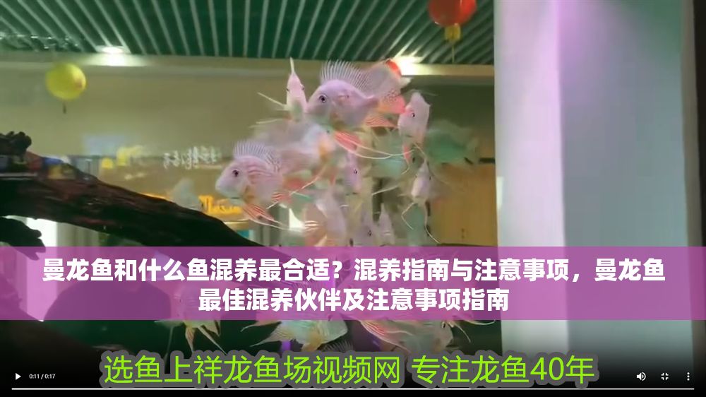 曼龍魚和什么魚混養最合適？混養指南與注意事項，曼龍魚最佳混養伙伴及注意事項指南