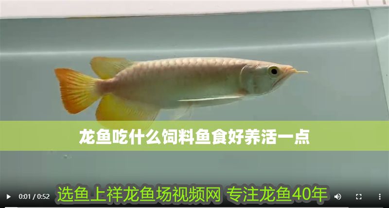 龍魚吃什么飼料魚食好養活一點
