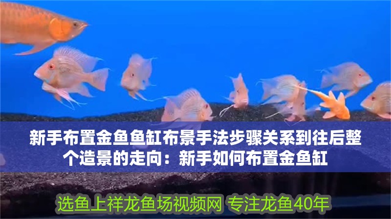 新手布置金魚魚缸布景手法步驟關(guān)系到往后整個造景的走向：新手如何布置金魚缸