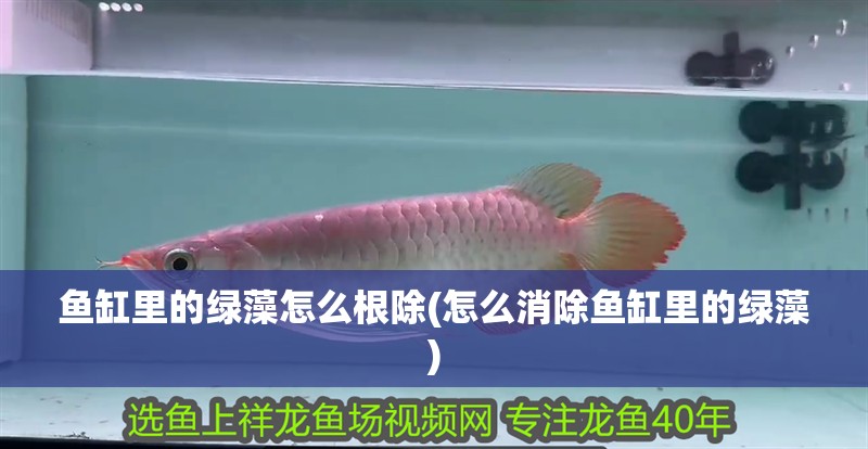 魚(yú)缸里的綠藻怎么根除(怎么消除魚(yú)缸里的綠藻)