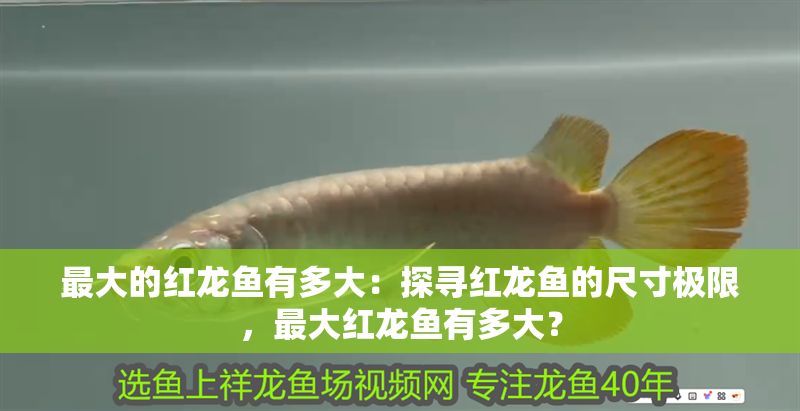 最大的紅龍魚有多大：探尋紅龍魚的尺寸極限，最大紅龍魚有多大？