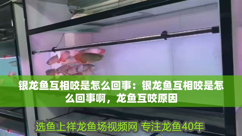 銀龍魚互相咬是怎么回事：銀龍魚互相咬是怎么回事啊，龍魚互咬原因