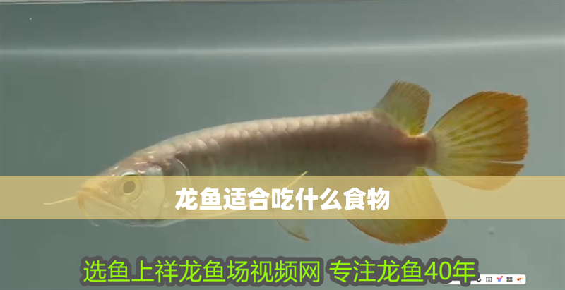 龍魚適合吃什么食物