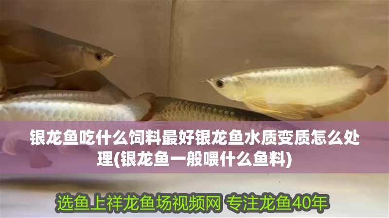 銀龍魚吃什么飼料最好銀龍魚水質(zhì)變質(zhì)怎么處理(銀龍魚一般喂什么魚料)