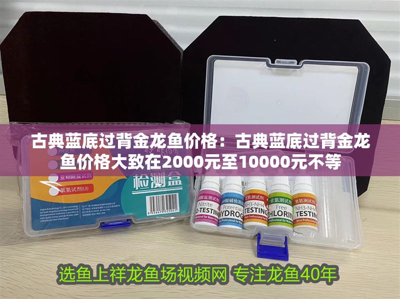 古典藍底過背金龍魚價格：古典藍底過背金龍魚價格大致在2000元至10000元不等