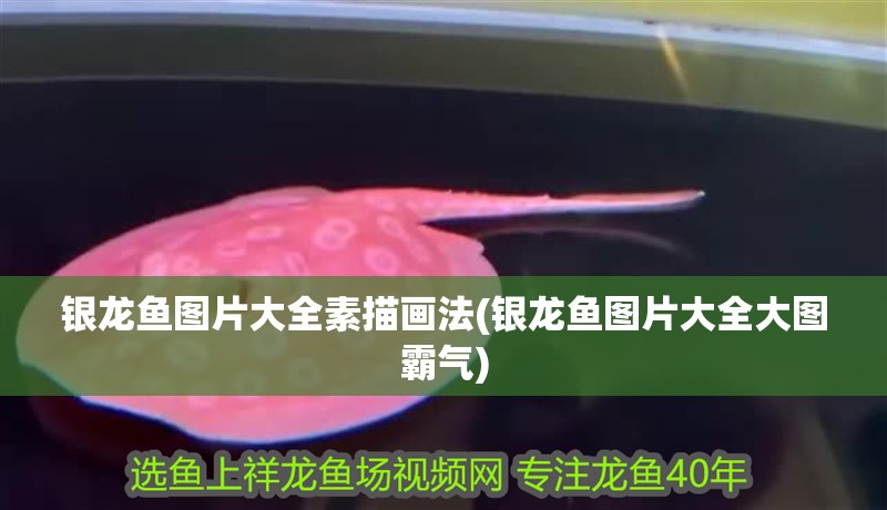 銀龍魚圖片大全素描畫法(銀龍魚圖片大全大圖霸氣) 銀龍魚圖片大全素描畫法(銀龍魚圖片大全大圖霸氣) 銀龍魚百科