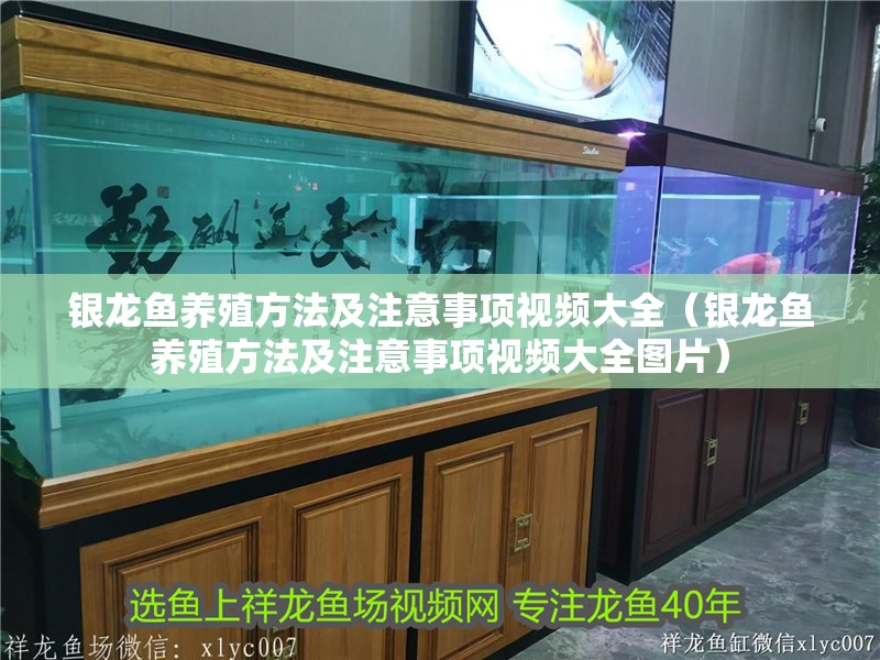 我的虎魚真菌感染了要怎么處理 銀龍魚養殖方法及注意事項視頻大全(銀龍魚養殖方法及注意事項視頻大全圖片) 銀龍魚百科 銀龍魚養殖方法及注意事項視頻大全(銀龍魚養殖方法及注意事項視頻大全圖片) 銀龍魚養殖方法及注意事項視頻大全(銀龍魚養殖方法及注意事項視頻大全圖片) 銀龍魚百科