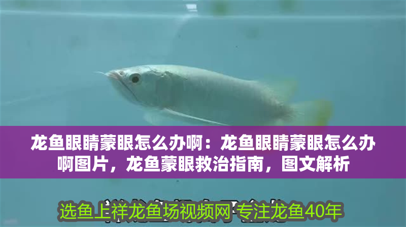 龍魚眼睛蒙眼怎么辦?。糊堲~眼睛蒙眼怎么辦啊圖片，龍魚蒙眼救治指南，圖文解析