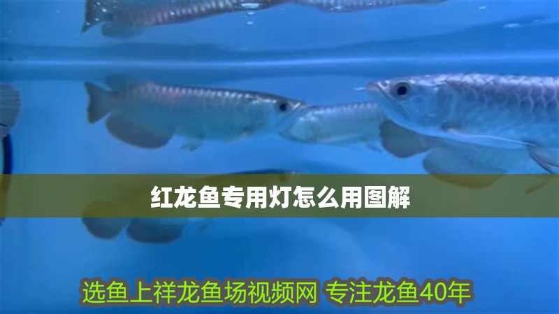 紅龍魚專用燈怎么用圖解