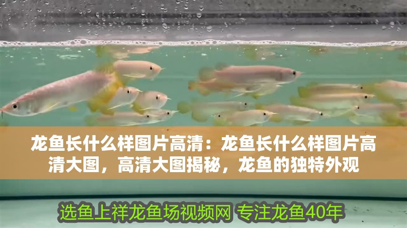 龍魚長什么樣圖片高清:龍魚長什么樣圖片高清大圖,高清大圖揭秘,龍魚的獨特外觀 水族問答 龍魚長什么樣圖片高清:龍魚長什么樣圖片高清大圖,高清大圖揭秘,龍魚的獨特外觀 龍魚長什么樣圖片高清:龍魚長什么樣圖片高清大圖,高清大圖揭秘,龍魚的獨特外觀 水族問答