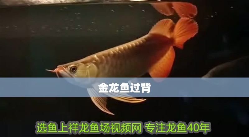 金龍魚過背 金龍魚過背 龍魚百科