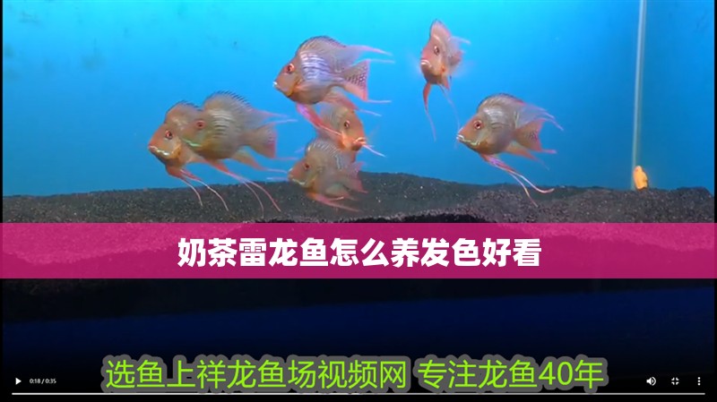 奶茶雷龍魚怎么養發色好看