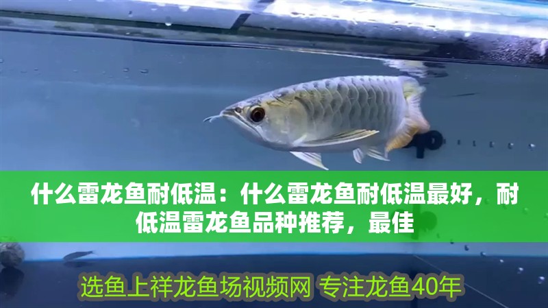 什么雷龍魚耐低溫：什么雷龍魚耐低溫最好，耐低溫雷龍魚品種推薦，最佳