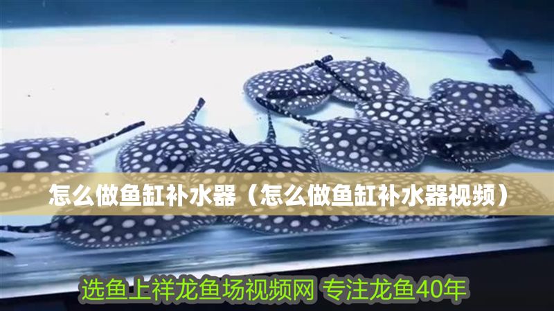 怎么做魚缸補水器(怎么做魚缸補水器視頻) 元寶鳳凰魚百科 第1張 怎么做魚缸補水器(怎么做魚缸補水器視頻) 怎么做魚缸補水器(怎么做魚缸補水器視頻) 元寶鳳凰魚百科 第1張