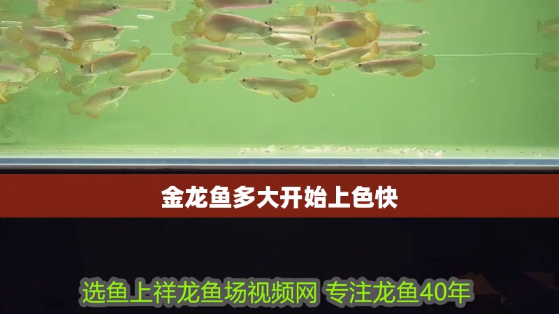 金龍魚多大開始上色快 金龍魚多大開始上色快 龍魚百科