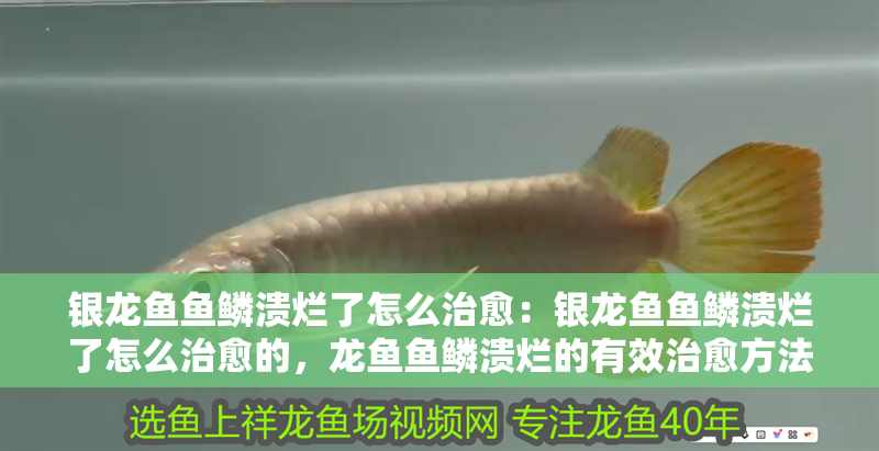 銀龍魚(yú)魚(yú)鱗潰爛了怎么治愈：銀龍魚(yú)魚(yú)鱗潰爛了怎么治愈的，龍魚(yú)魚(yú)鱗潰爛的有效治愈方法