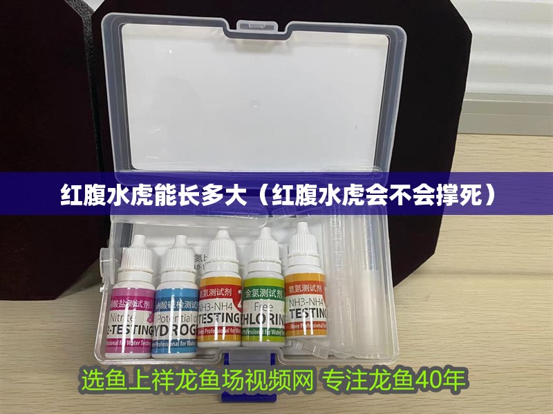 紅腹水虎能長多大（紅腹水虎會不會撐死）