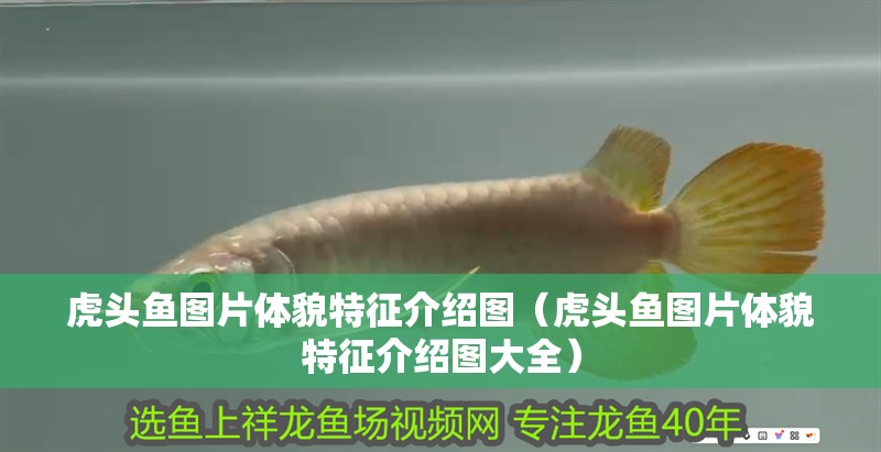 虎頭魚圖片體貌特征介紹圖（虎頭魚圖片體貌特征介紹圖大全）
