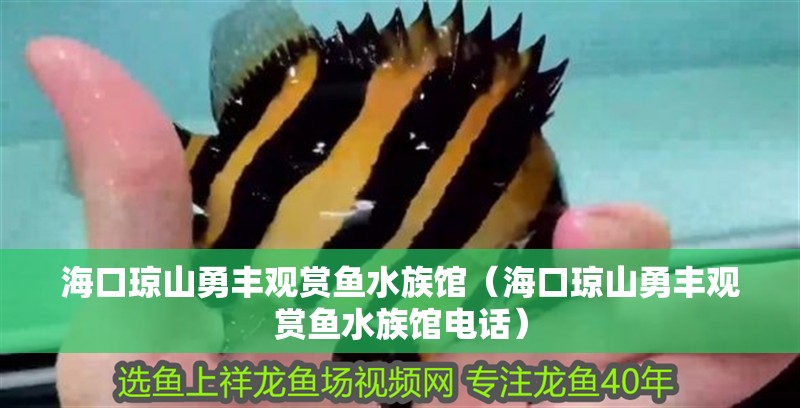 海口瓊山勇豐觀賞魚水族館（海口瓊山勇豐觀賞魚水族館電話）