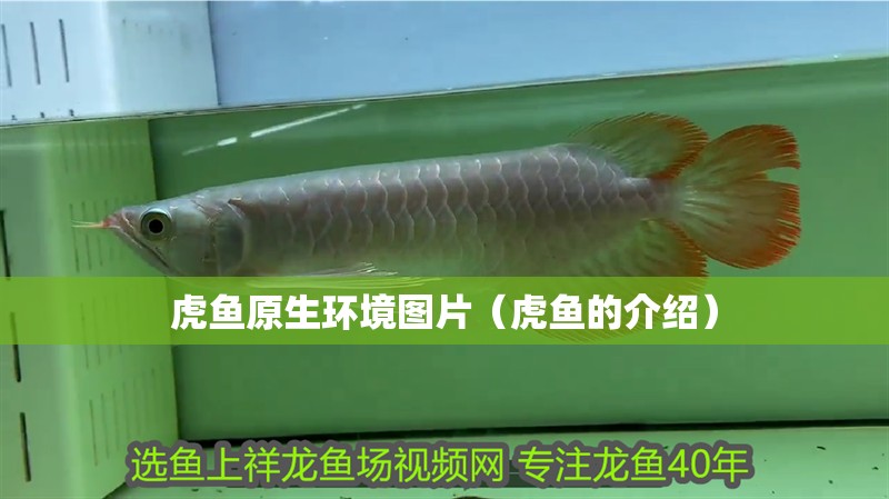 虎魚原生環境圖片（虎魚的介紹）