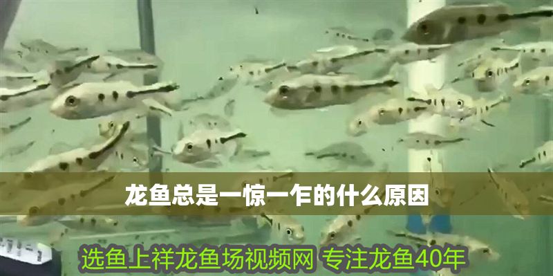 龍魚總是一驚一乍的什么原因