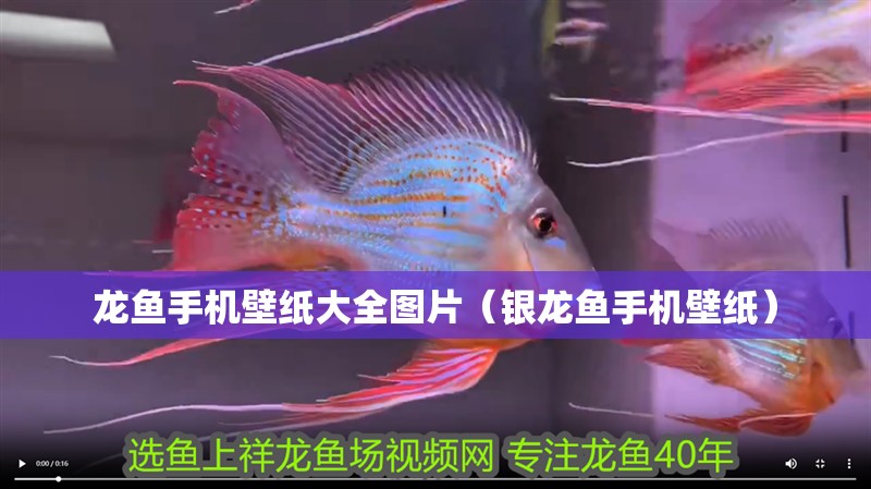 龍魚手機壁紙大全圖片（銀龍魚手機壁紙）