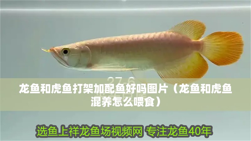 龍魚和虎魚打架加配魚好嗎圖片（龍魚和虎魚混養怎么喂食） 龍魚和虎魚打架加配魚好嗎圖片（龍魚和虎魚混養怎么喂食） 虎魚百科