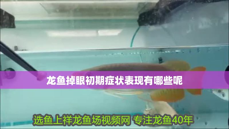 龍魚掉眼初期癥狀表現有哪些呢