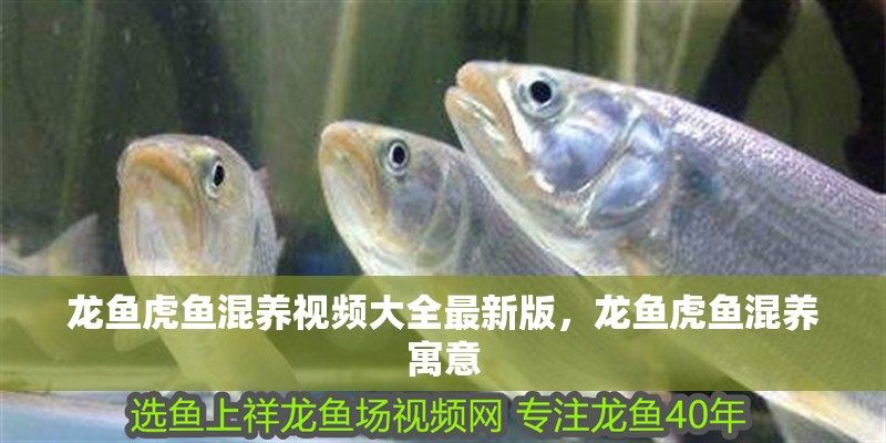 龍魚虎魚混養視頻大全最新版，龍魚虎魚混養寓意
