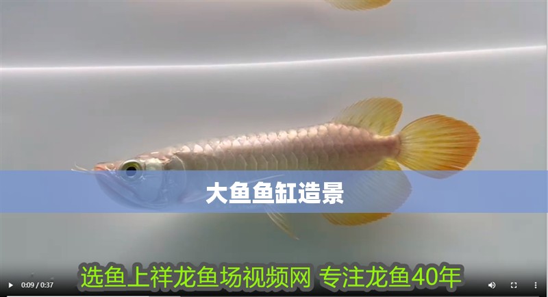 大魚(yú)魚(yú)缸造景