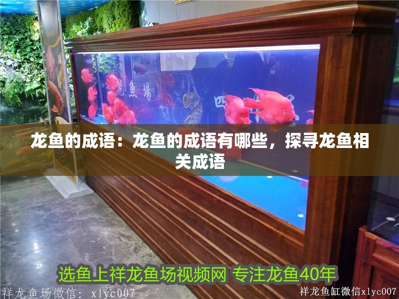 龍魚的成語：龍魚的成語有哪些，探尋龍魚相關成語