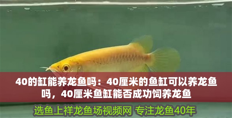 40的缸能養(yǎng)龍魚嗎：40厘米的魚缸可以養(yǎng)龍魚嗎，40厘米魚缸能否成功飼養(yǎng)龍魚