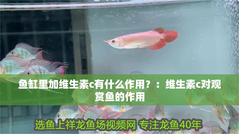 魚缸里加維生素c有什么作用？：維生素c對觀賞魚的作用