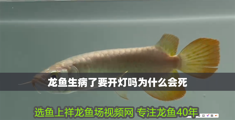 龍魚生病了要開燈嗎為什么會死 龍魚生病了要開燈嗎為什么會死 龍魚百科