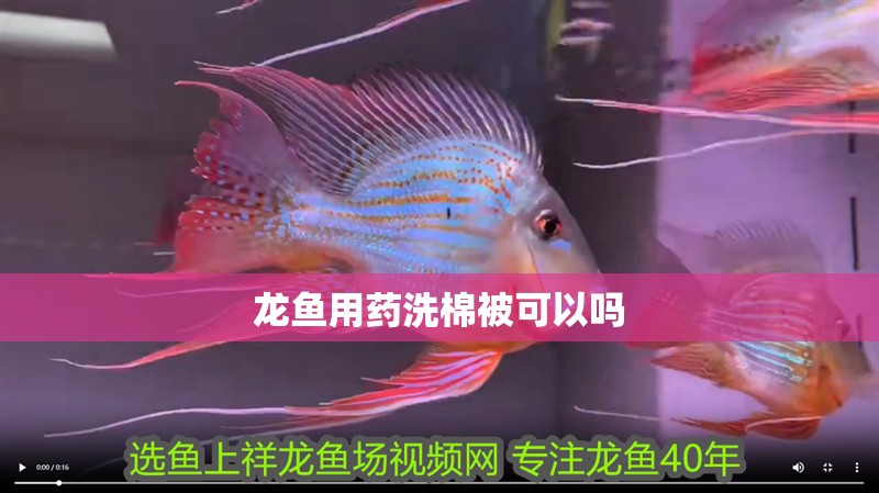 龍魚用藥洗棉被可以嗎