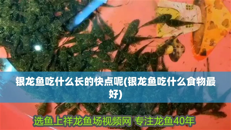 銀龍魚吃什么長的快點呢(銀龍魚吃什么食物最好)