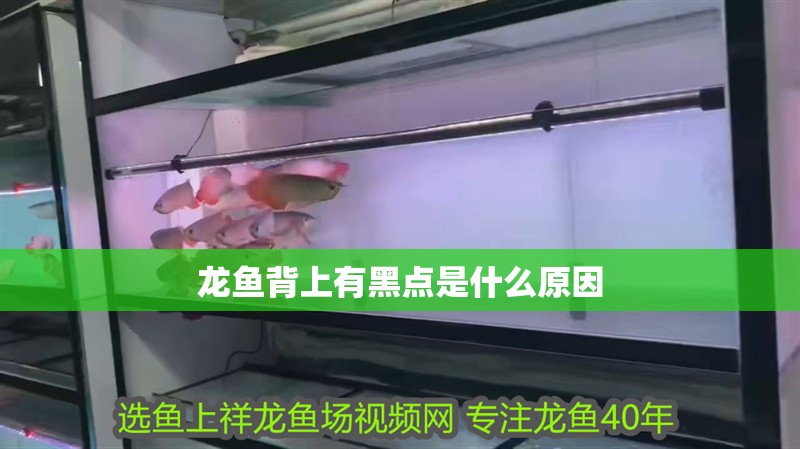龍魚背上有黑點是什么原因