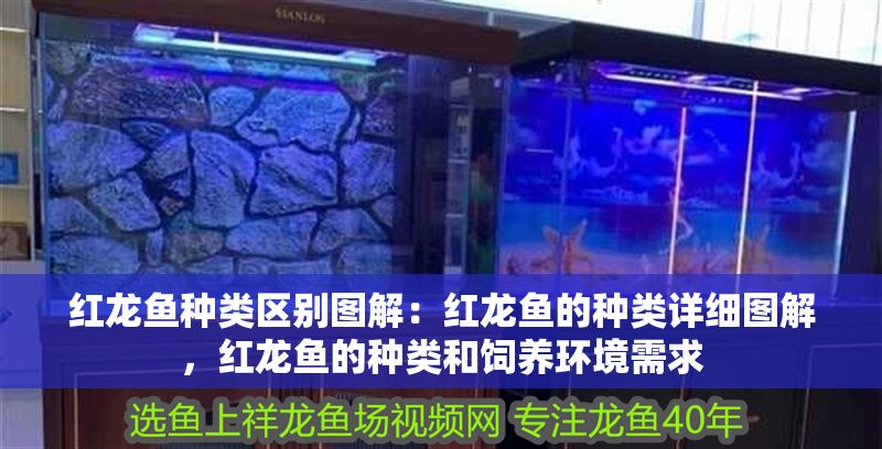 紅龍魚種類區別圖解：紅龍魚的種類詳細圖解，紅龍魚的種類和飼養環境需求