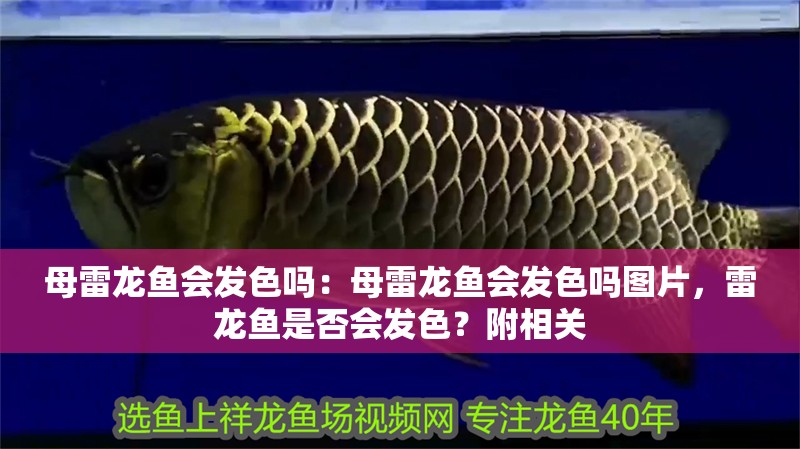 母雷龍魚會發(fā)色嗎：母雷龍魚會發(fā)色嗎圖片，雷龍魚是否會發(fā)色？附相關(guān)