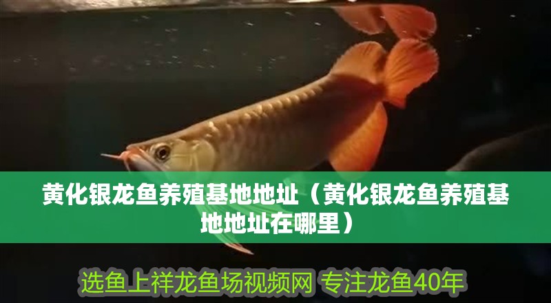魚(yú)缸過(guò)濾器選購(gòu)指南:自制魚(yú)缸過(guò)濾器魚(yú)缸上置過(guò)濾器對(duì)于養(yǎng)魚(yú)愛(ài)好者的必備知識(shí) 黃化銀龍魚(yú)養(yǎng)殖基地地址(黃化銀龍魚(yú)養(yǎng)殖基地地址在哪里) 銀龍魚(yú)百科 黃化銀龍魚(yú)養(yǎng)殖基地地址(黃化銀龍魚(yú)養(yǎng)殖基地地址在哪里) 黃化銀龍魚(yú)養(yǎng)殖基地地址(黃化銀龍魚(yú)養(yǎng)殖基地地址在哪里) 銀龍魚(yú)百科