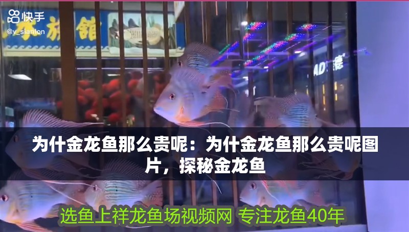 為什金龍魚那么貴呢：為什金龍魚那么貴呢圖片，探秘金龍魚